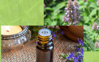 Les Bienfaits de Hysope selon la Bible Purification  / PSAUMES 51